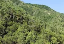250 Hectare Pădure Valea Oltului Resurse Naturale Potențial Turistic