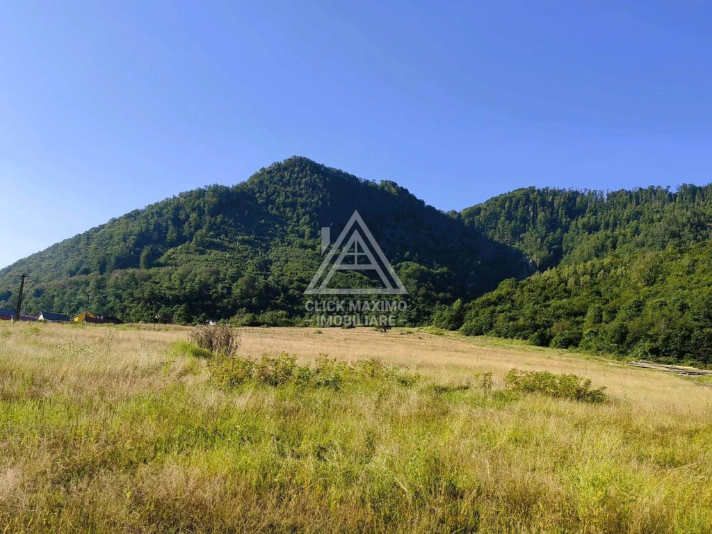 250 Hectare Pădure Valea Oltului Resurse Naturale Potențial Turistic