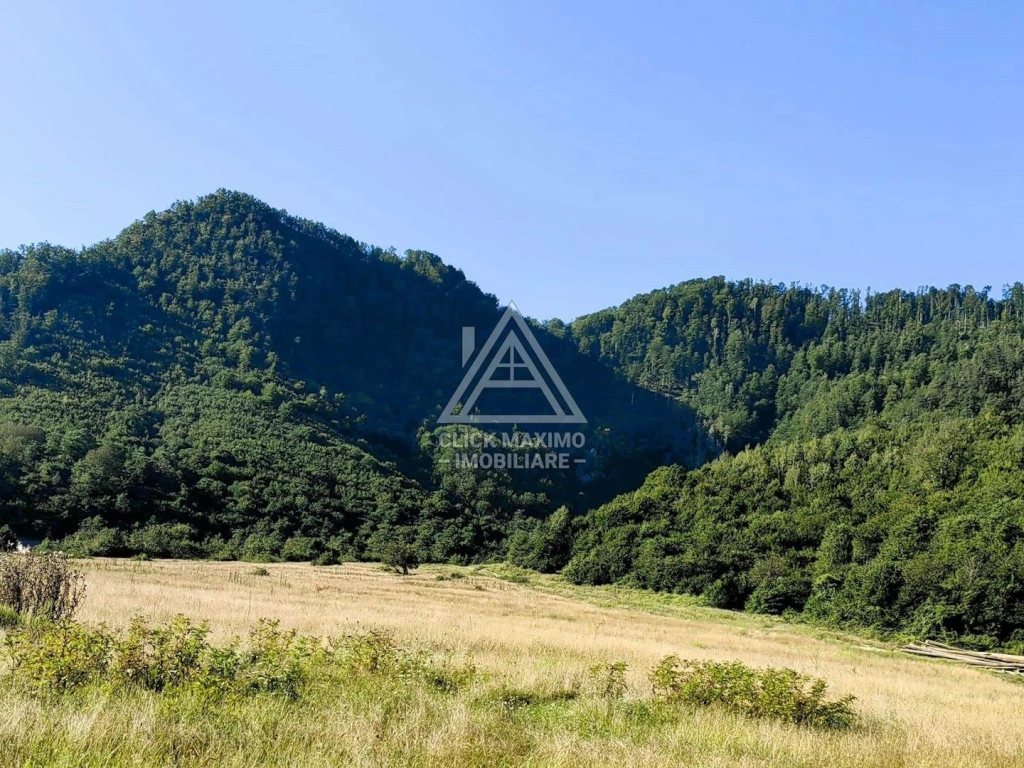 250 Hectare Pădure Valea Oltului Resurse Naturale Potențial Turistic