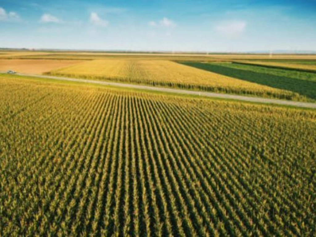 Teren agricol comasat- 260ha- jud Satu Mare- 10500 euro/ha- comision 0