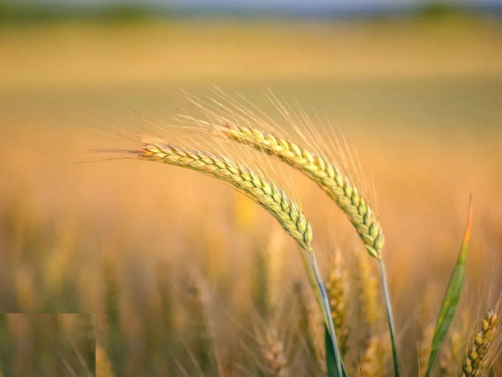 1.835 ha Fermă operațională și teren agricol (Vestul României)