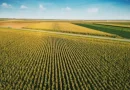Teren agricol comasat- 260ha- jud Satu Mare- 10500 euro/ha- comision 0