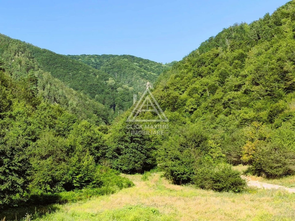 250 Hectare Pădure Valea Oltului Resurse Naturale Potențial Turistic