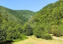 250 Hectare Pădure Valea Oltului Resurse Naturale Potențial Turistic