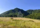 250 Hectare Pădure Valea Oltului Resurse Naturale Potențial Turistic
