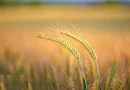 1.835 ha Fermă operațională și teren agricol (Vestul României)