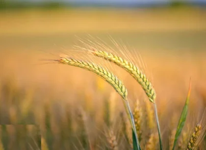 Investiție Agricolă Operațională, Fermă Completă de 730 ha în Nord-Est