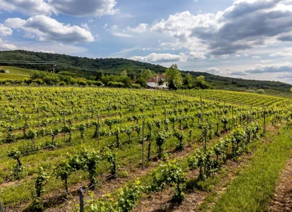 Domeniul Hellburg– 16,27 ha vie + 1,4 ha intravilan