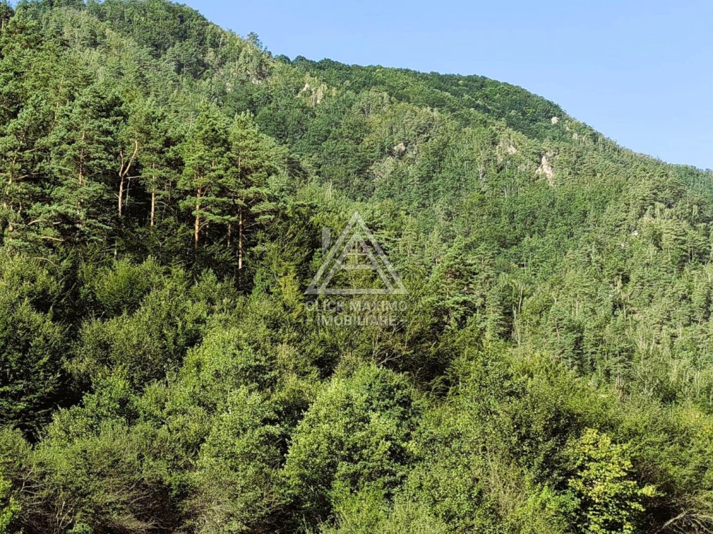 250 Hectare Pădure Valea Oltului Resurse Naturale Potențial Turistic